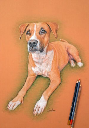 Colored pencil portrait of a tan-and-white dog lying down