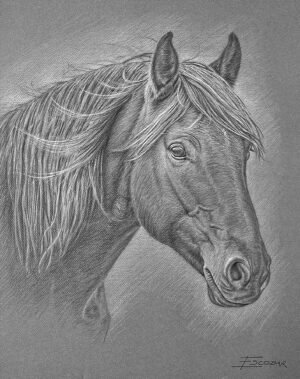 Colored pencil drawing of a horse's head