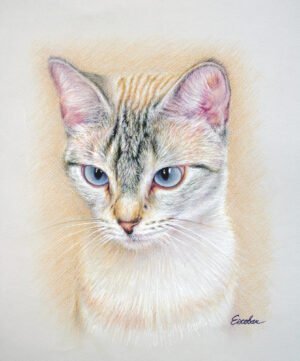 Colored pencil portrait of a gray tabby cat with blue eyes